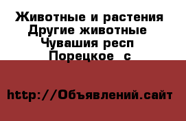 Животные и растения Другие животные. Чувашия респ.,Порецкое. с.